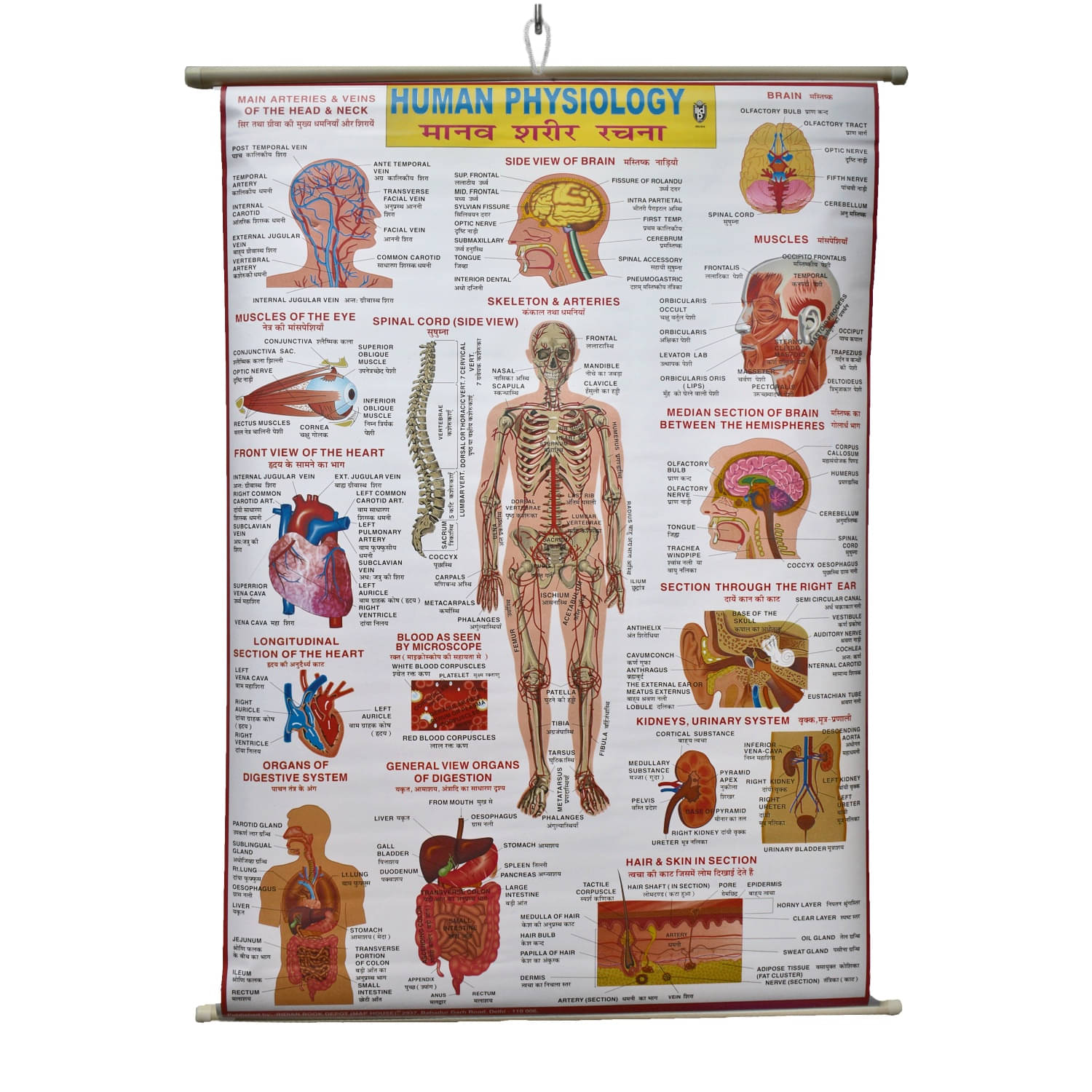     			Human Physiology Chart Laminated Wall Chart (Size 100X75 CM) Perfect for Classroom, Student, School, Medical Student