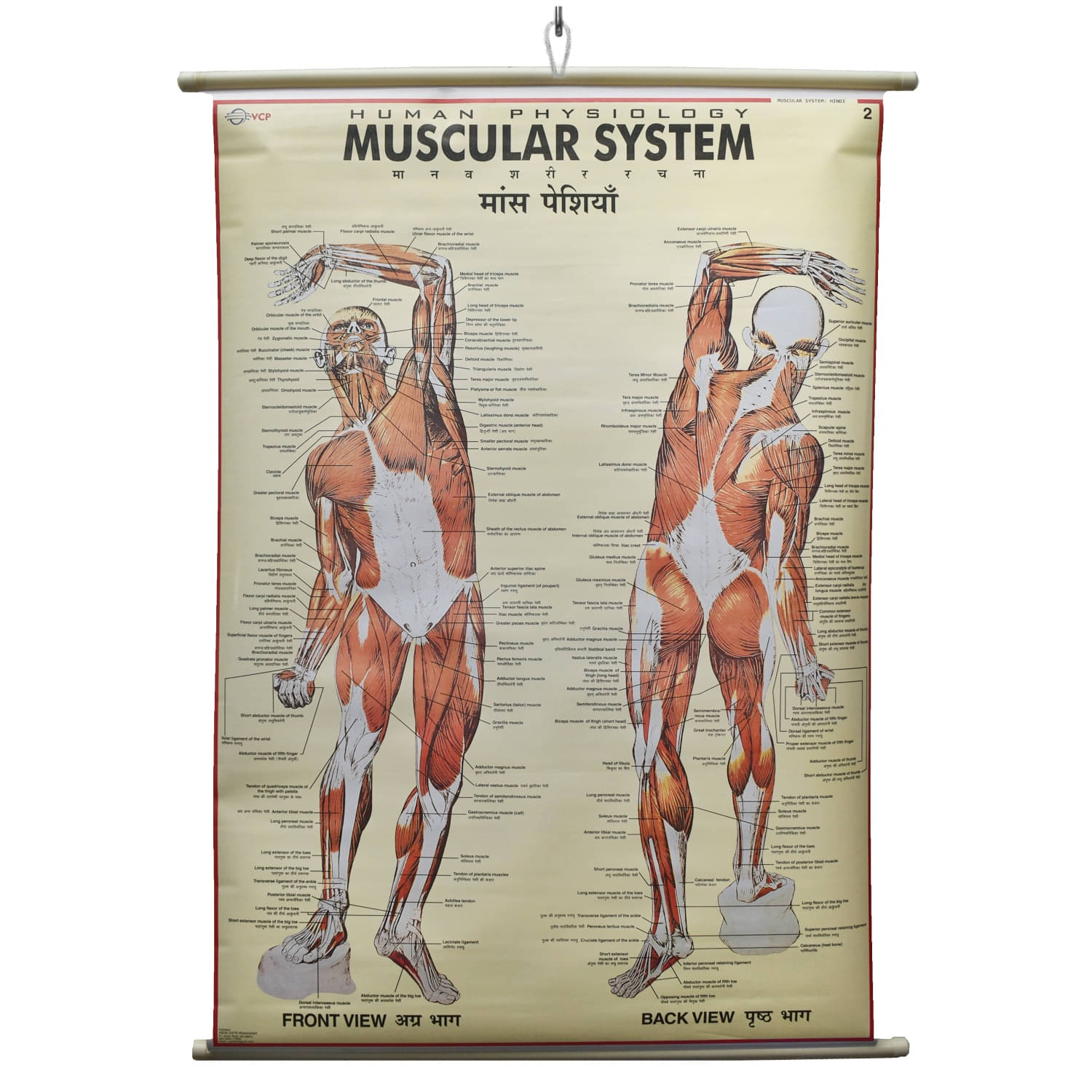     			Human Physiology & Muscular System Chart Laminated Wall Chart (Size 100X75 CM) Perfect for Classroom, Student, School, Medical Student