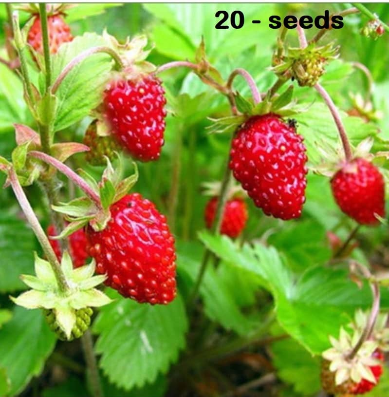 Strawberry Alpine Fragaria Variety seed ( 20 Seeds)