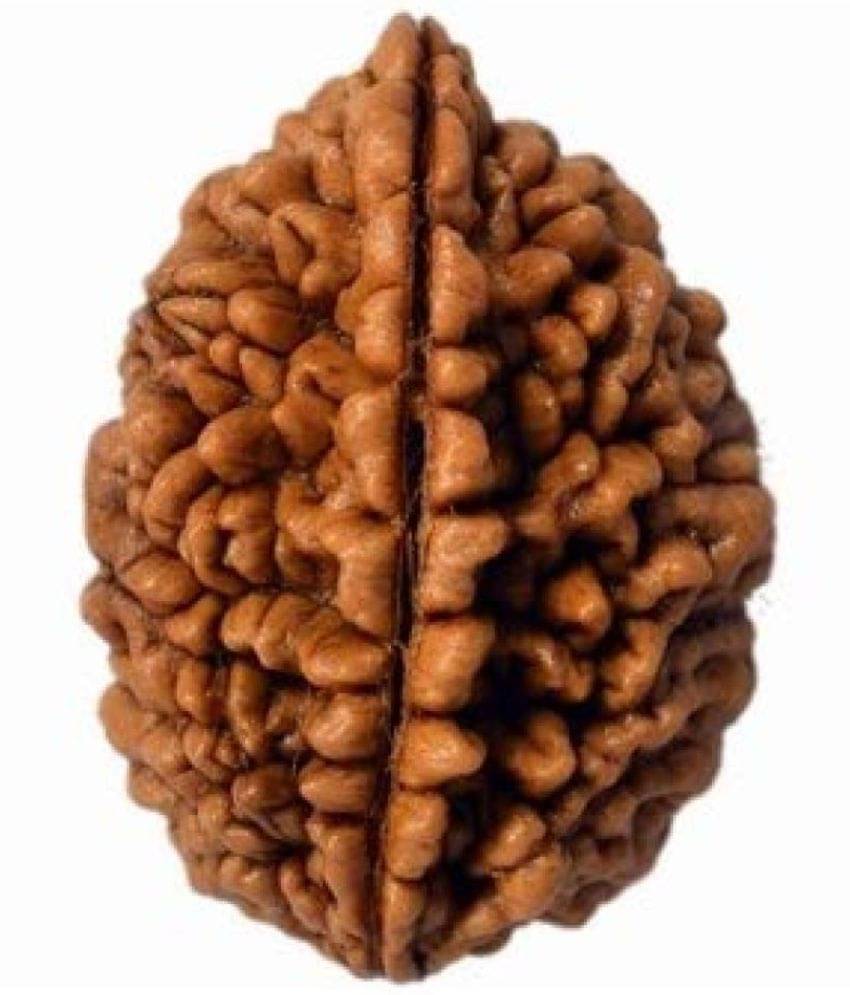     			rudradivine Rudraksha Pack of 1