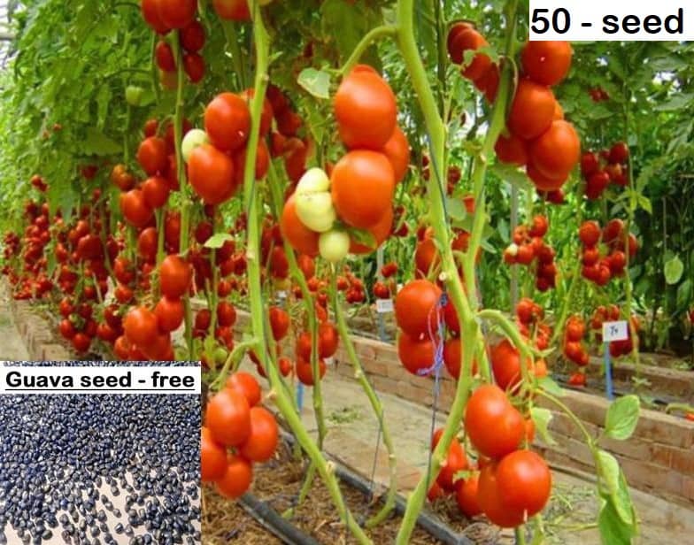 Desi Variety Tomato Seeds - Pack of 50 Seeds + Guava seed free ( 10 seed )