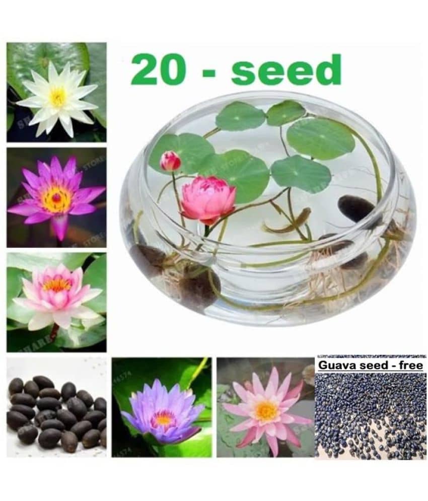 Lotus Flower Mixed Colour Seeds - 20 seed - Suitable for Home and Garden +  Guava seed free ( 10 seed ) +  Instruction Manual