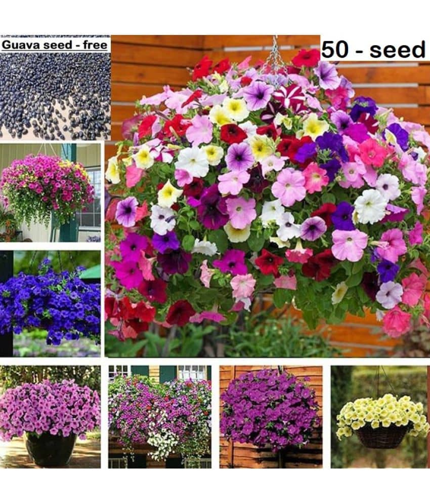 Petunia Flower Best Quality Premium Hyrbrid seeds (Pack of 50 ) + Guava seed free ( 10 seed )