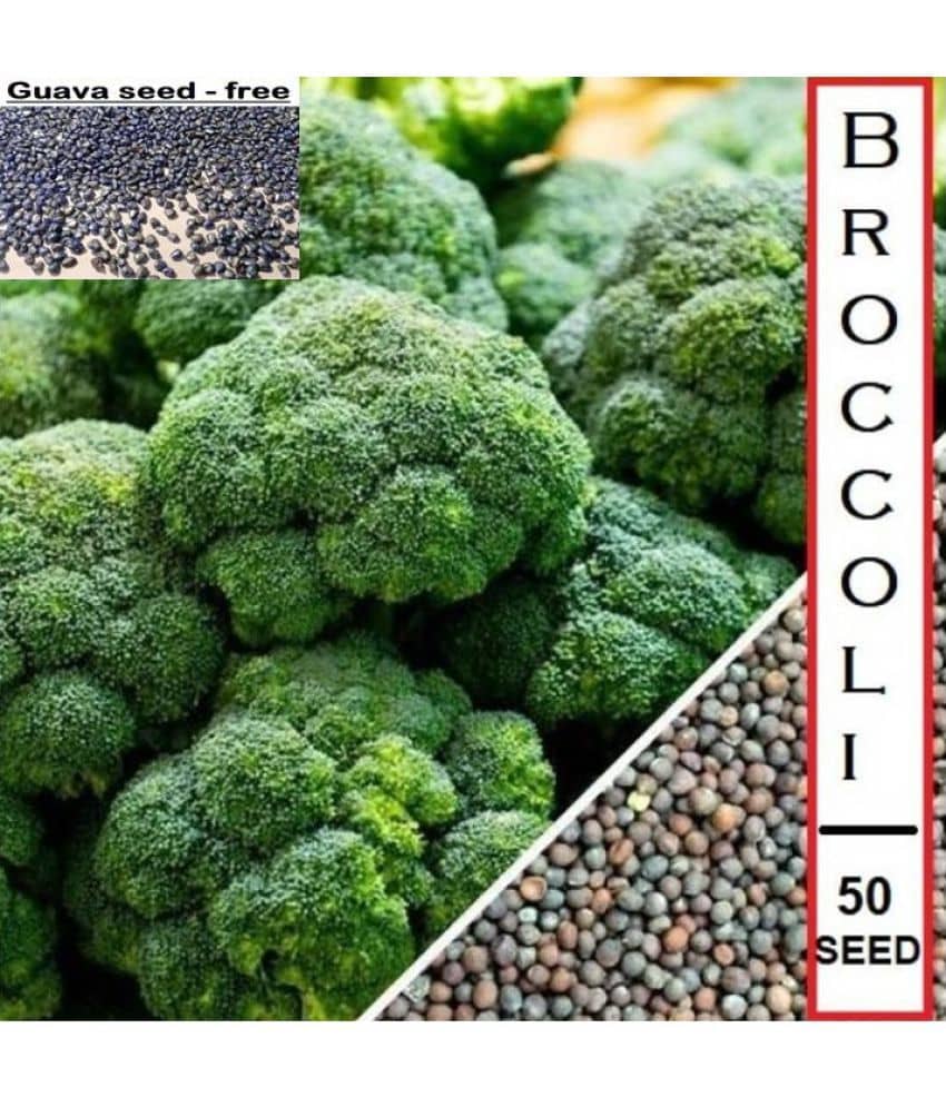 Premium Hybrid Broccoli - 50 Seeds + Guava seed free ( 10 seed )