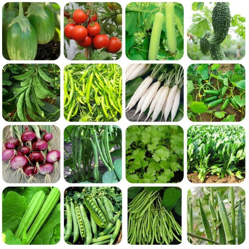 16 Variety Vegetable Best Quality Combo Seeds - Pack Of 600+ Hybrid Seeds with Instruction Manual