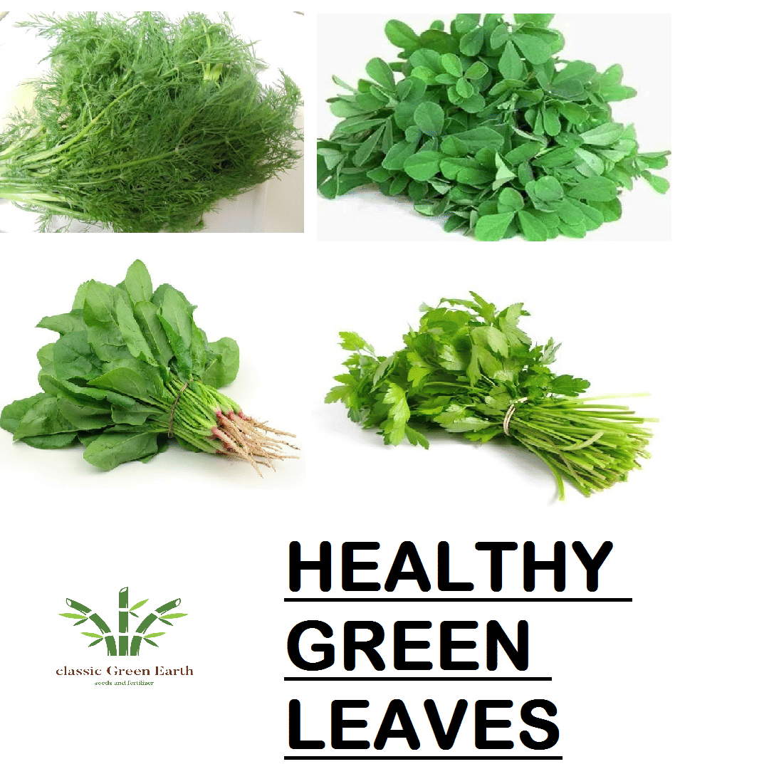     			COMO OF HEALTHY GREEN LEAVES SPINACH DILL FENUGREEK CORIANDER SOYA METHI PALAK DHANIYA 500 + SEEDS