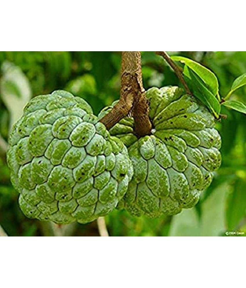     			SARIFA PLANT SEEDS 10