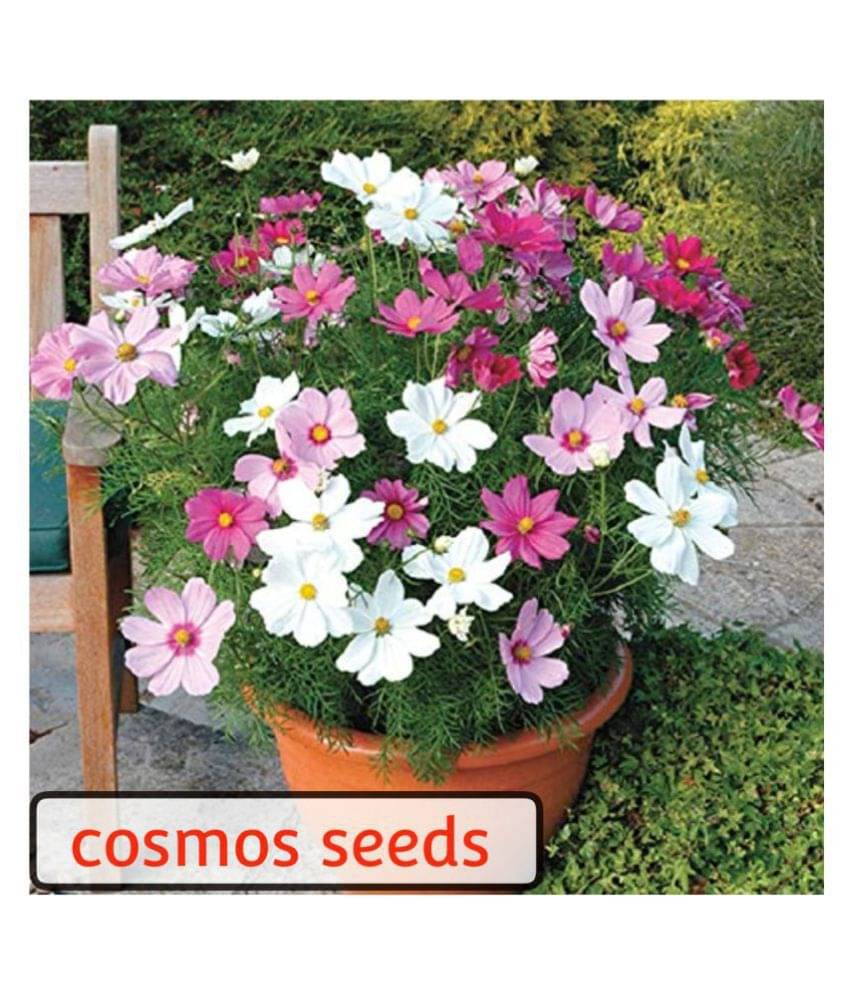     			Cosmos Mix Flower 20 Seeds Per Packet