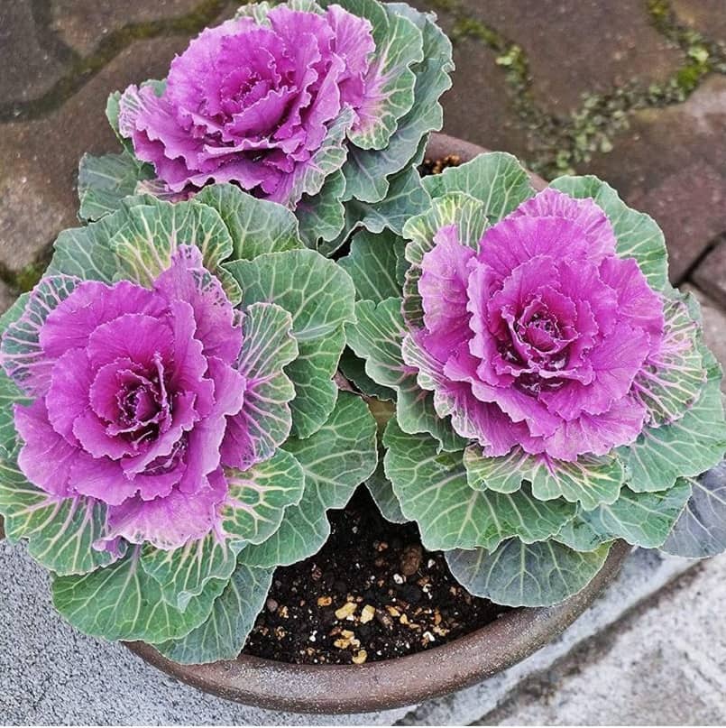 Flowering Kale Seeds Pack Of 30 Seeds