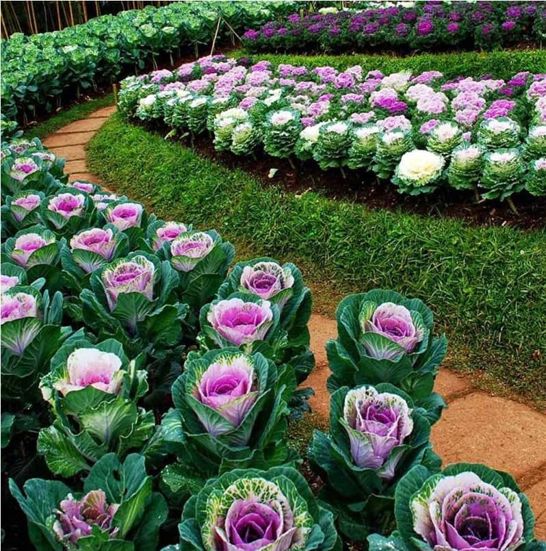 Flowering Kale Seeds Pack Of 30 Seeds