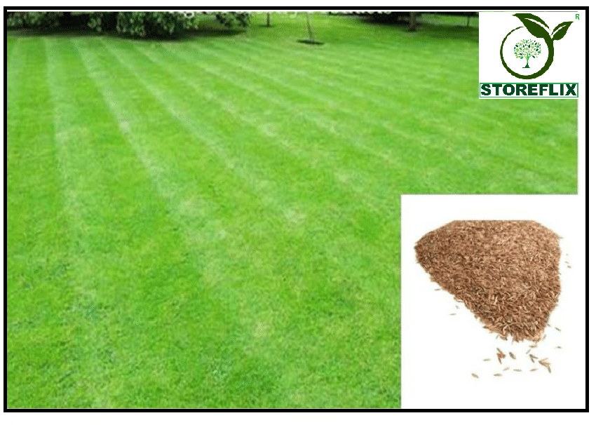 BERMUDA Lawn Grass Seeds, Soft and Natural Excellent Rich Lawn Greens Grass Seeds, Fast Growing in indian Climate ( pack of 200 seeds ) WITH USER MANUAL FOR OUTDOOR GARDENING USE AT LOW PRICE ON SNAPDEAL BERMUDA Lawn Grass Seeds, Soft and Natural Excellent Rich Lawn Greens Grass Seeds, Fast Growing in indian Climate ( pack of 200 seeds ) WITH USER MANUAL FOR OUTDOOR GARDENING USE AT LOW PRICE ON SNAPDEAL