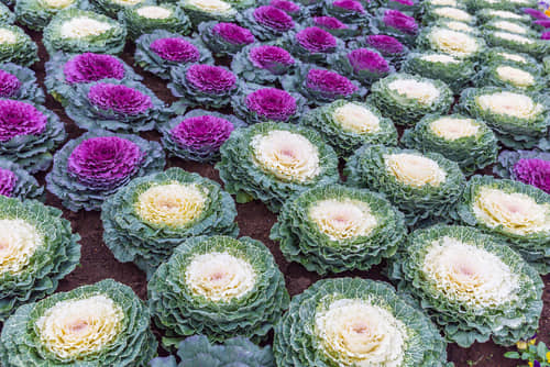 Flowering Kale Seeds Pack Of 30 Seeds