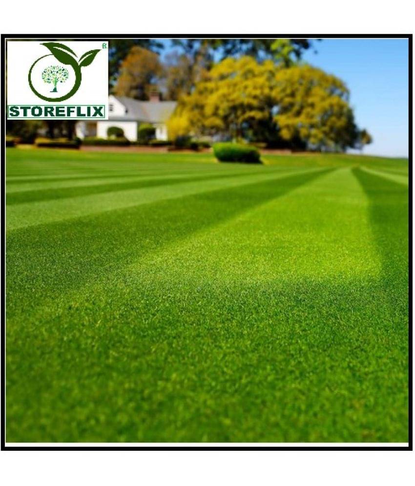 Lawn Grass Seeds, Soft and Natural Excellent Rich Lawn Greens Grass Seeds,( pack of 500 seeds ) WITH USER MANUAL FOR HOME AND GARDENING USE LOW PRICE AT SNAPDEAL Lawn Grass Seeds, Soft and Natural Excellent Rich Lawn Greens Grass Seeds,( pack of 500 seeds ) WITH USER MANUAL FOR HOME AND GARDENING USE LOW PRICE AT SNAPDEAL