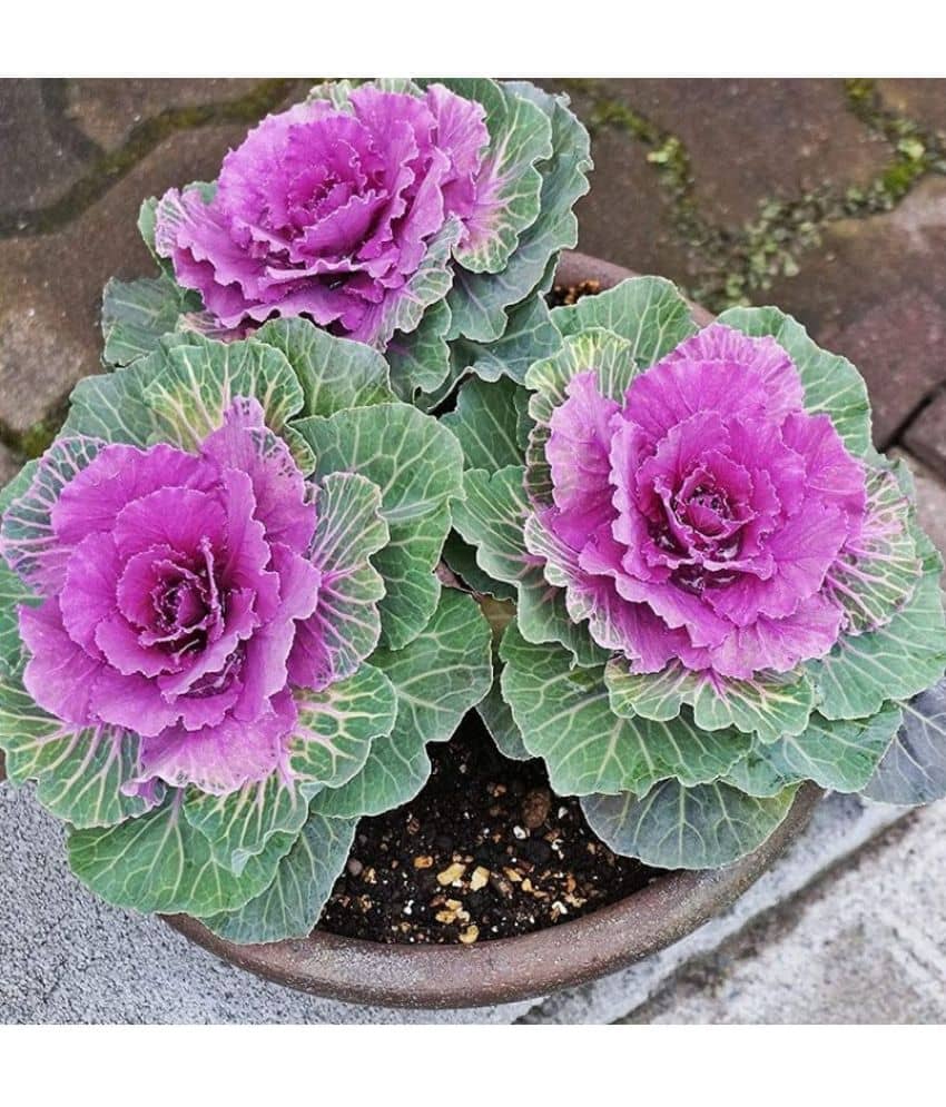 Flowering Kale Seeds Pack Of 30 Seeds