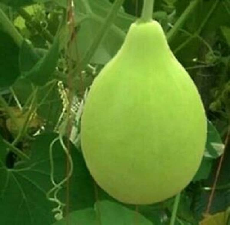 Bottle gourd round pack of 15seeds