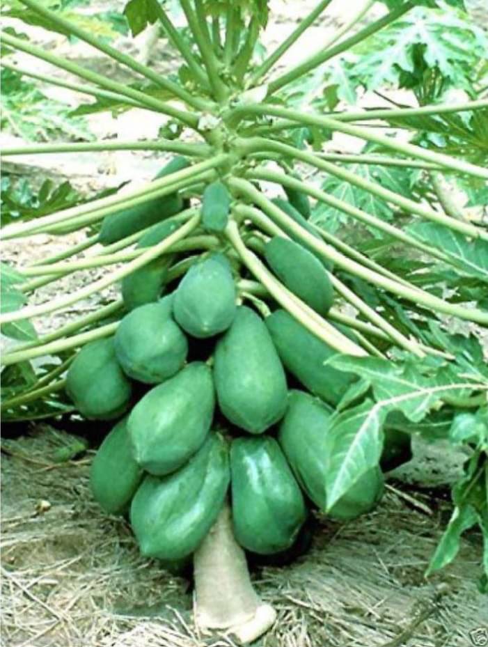 sky star agro & co. - Papaya Fruit ( 50 Seeds ) sky star agro & co. - Papaya Fruit ( 50 Seeds )