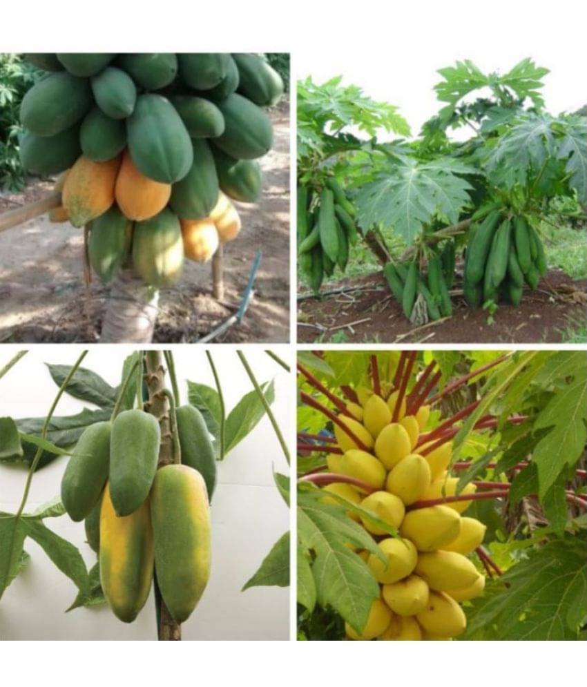     			sky star agro & co. - Papaya Fruit ( 50 Seeds )