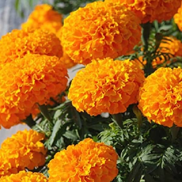 Genda Phool narangi marigold orange pack of 50 seeds