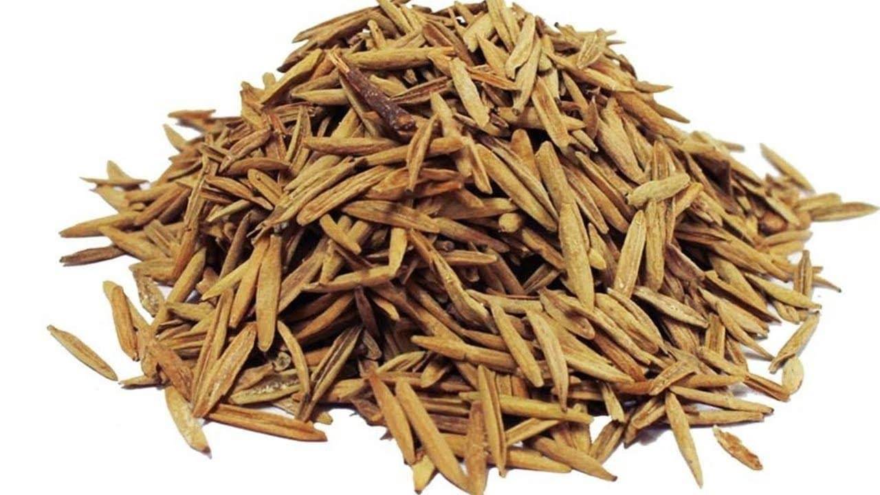 Nutrixia Food Indrajav - Indrajau - Indrajav Seeds(Kadwa)-Holarrhena Pubescens Seeds 50 gm Nutrixia Food Indrajav - Indrajau - Indrajav Seeds(Kadwa)-Holarrhena Pubescens Seeds 50 gm