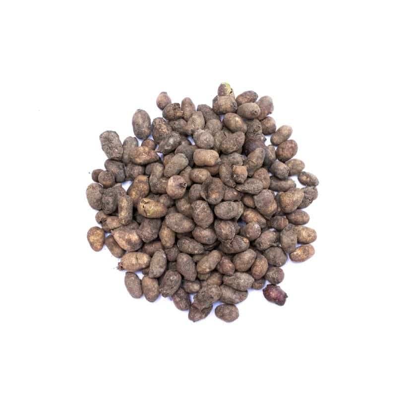 Nutrixia Food Jamun Seeds/जामुन के बीज /Syzygium Cumini/Jamun 100 gm     			Nutrixia Food Jamun Seeds/जामुन के बीज /Syzygium Cumini/Jamun 100 gm