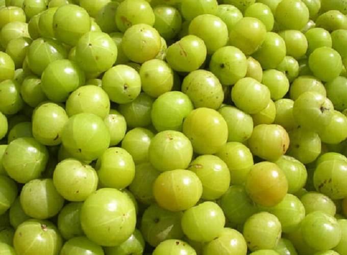 Amla Plant Seeds , Indian gooseberry ,Amalaka, Phyllanthus emblica,Nilli, Aonla Seeds Pack of 30     			Amla Plant Seeds , Indian gooseberry ,Amalaka, Phyllanthus emblica,Nilli, Aonla Seeds Pack of 30