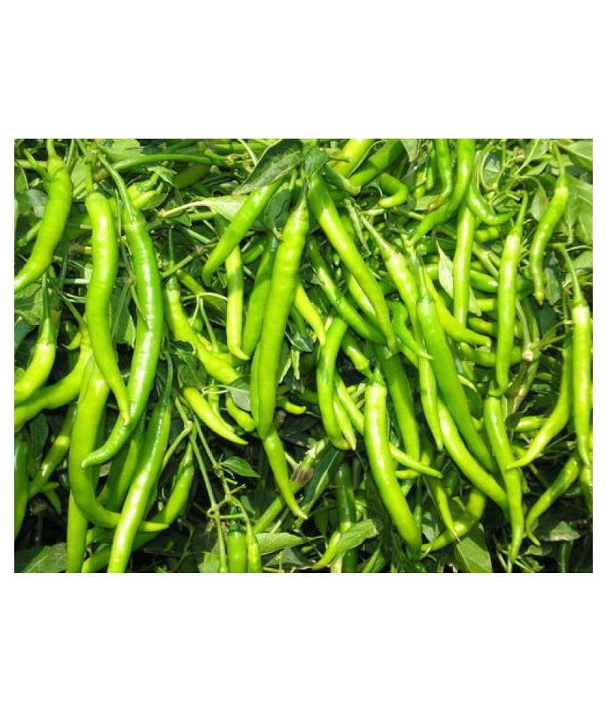Gardens Indoor Dwarf Hybrid Vegetable Chilli SeedS(50 per packet) + Instruction Manual Gardens Indoor Dwarf Hybrid Vegetable Chilli SeedS(50 per packet) + Instruction Manual
