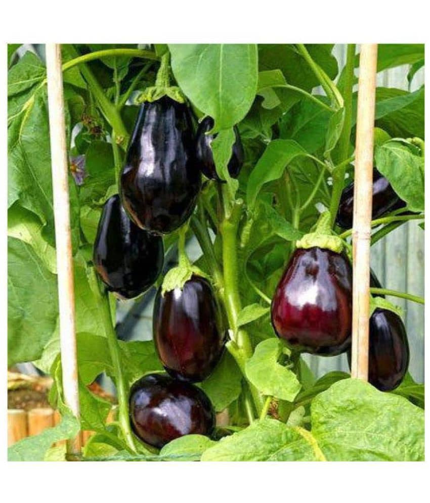 Rich Organics Gardens Brinjal Black Beauty Hybrid, 100 Seeds