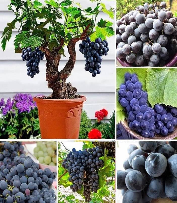 20 Seeds Witch Finger Grape Vine Seeds Juicy Fruit Seeds 20 Seeds Witch Finger Grape Vine Seeds Juicy Fruit Seeds