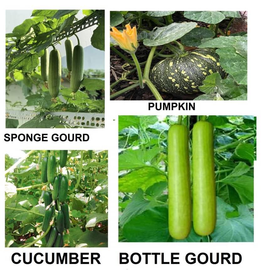     			40 Vegetable Seeds Combo (cucumber + sponge guard + bottle guard +pumpkin ) with Instruction Manual
