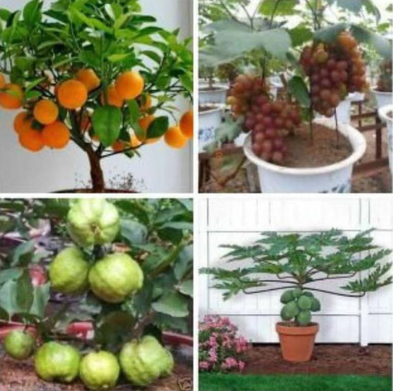     			20 Fruit Seeds Combo (Orange, Guava, Grapes & Papaya) | With Manual
