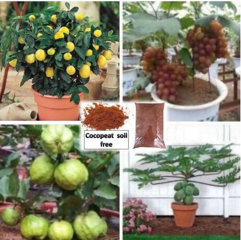 pack of 4 fruit seeds (GUAVA GRAPES PAPAYA LEMON ) 5 - 5 SEEDS OF EACH ONE FRUIT WITH MANUAL + cocopeat soil free pack of 4 fruit seeds (GUAVA GRAPES PAPAYA LEMON ) 5 - 5 SEEDS OF EACH ONE FRUIT WITH MANUAL + cocopeat soil free