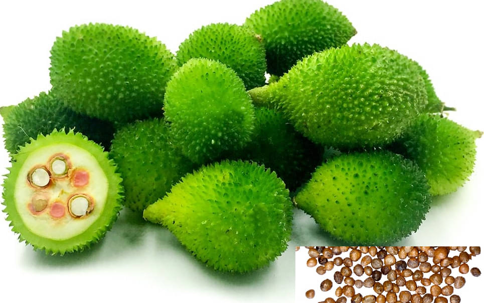 Spiny Gourd Kantola - Kankoda Vegetable Seeds (Pack of 20 Seeds ) + cocopeat soil free Spiny Gourd Kantola - Kankoda Vegetable Seeds (Pack of 20 Seeds ) + cocopeat soil free