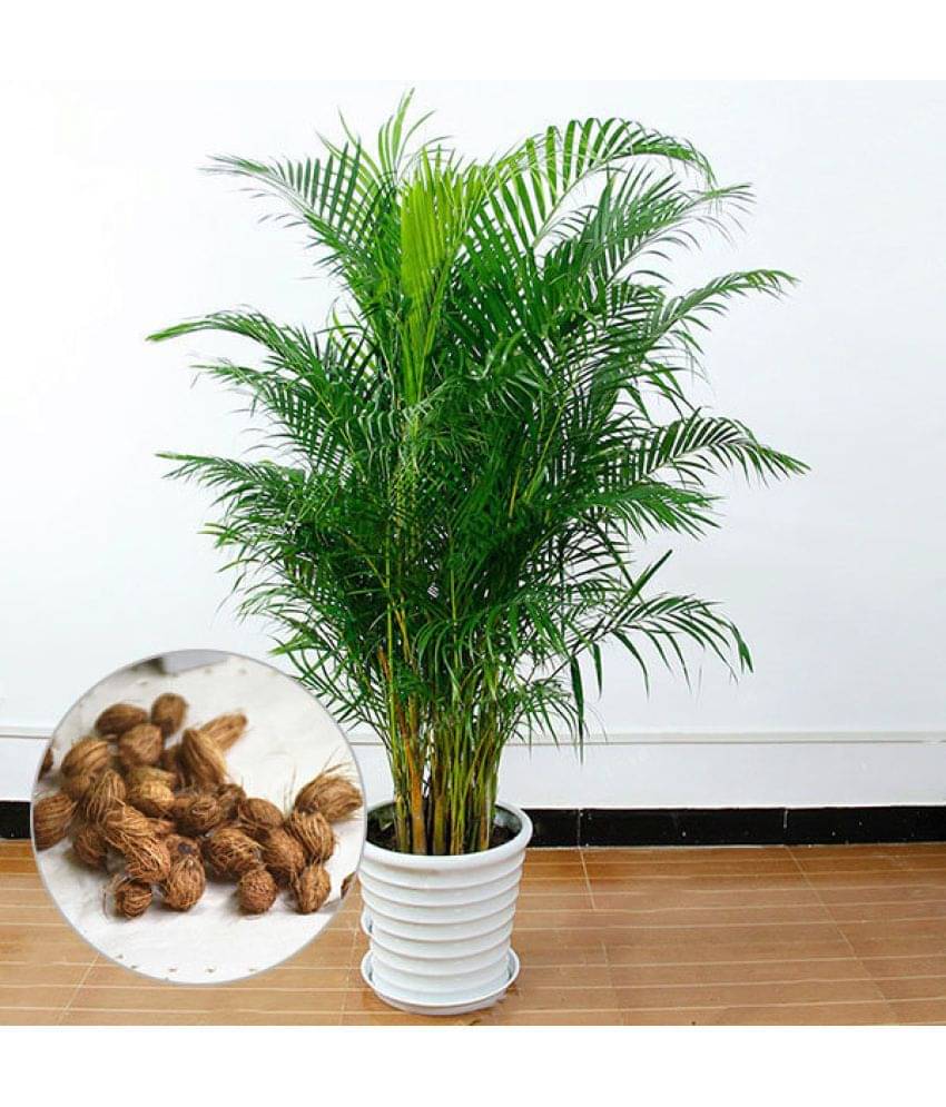Areca Palm Seeds ( 5 seeds ) - Indoor & Outdoor Plant- Best Household Plant,Garden & Ornamental Plant Seeds Areca Palm Seeds ( 5 seeds ) - Indoor & Outdoor Plant- Best Household Plant,Garden & Ornamental Plant Seeds