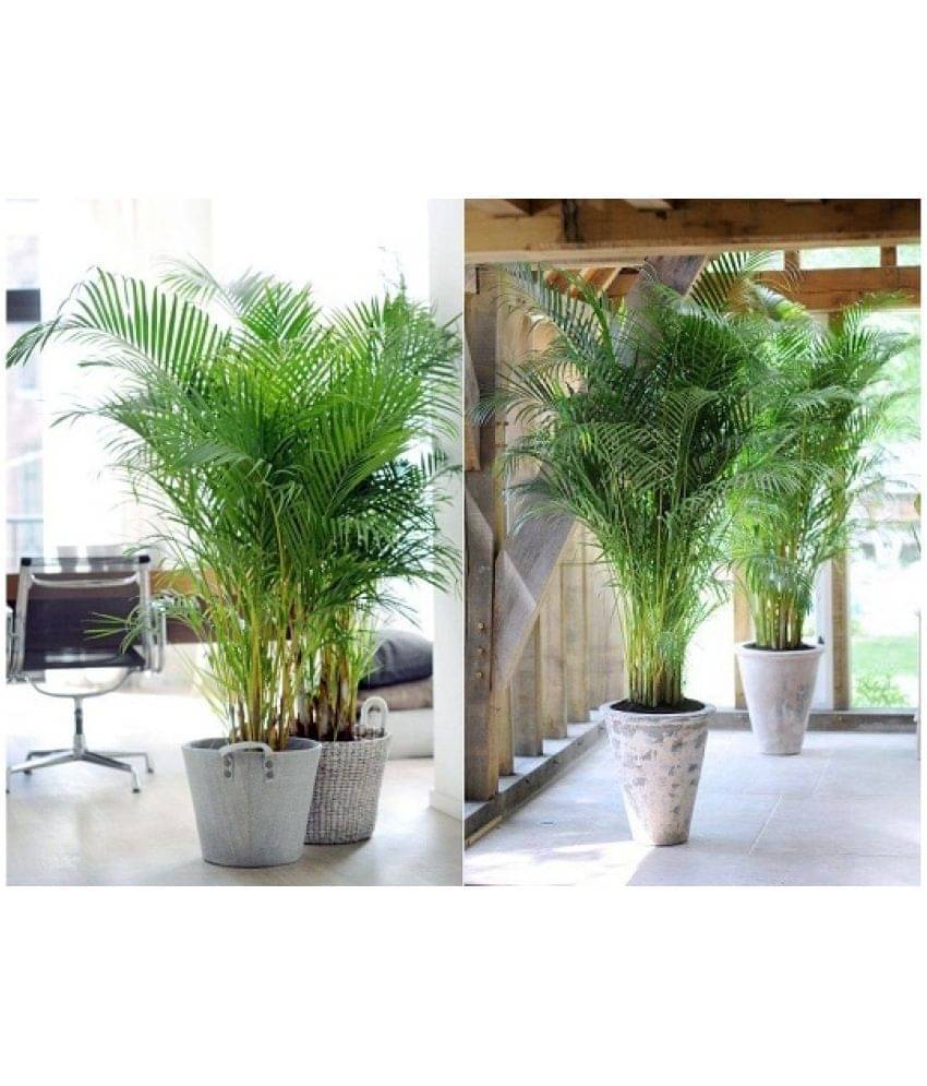 Areca Palm Seeds ( 5 seeds ) - Indoor & Outdoor Plant- Best Household Plant,Garden & Ornamental Plant Seeds Areca Palm Seeds ( 5 seeds ) - Indoor & Outdoor Plant- Best Household Plant,Garden & Ornamental Plant Seeds