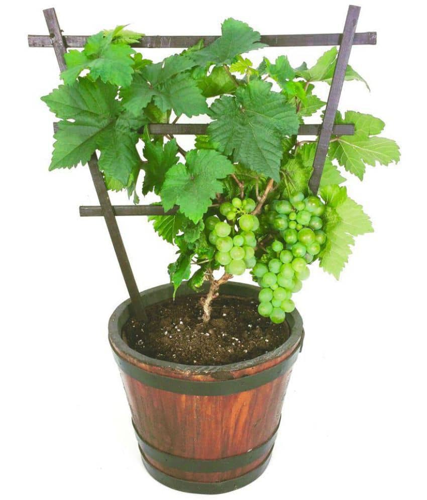 Bonsai Suitable Fruit Seeds ( pack of 20 seeds ) Grape Seeds For Planting Juicy Kitchen Garden Bonsai Suitable Fruit Seeds P