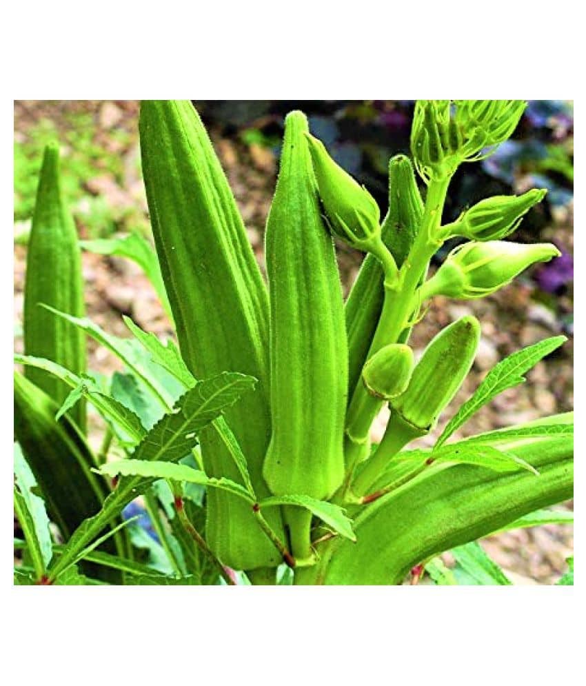 Joycity Okra/ Lady Finger/ bhindi Vegetable Seeds (50+ Seeds)