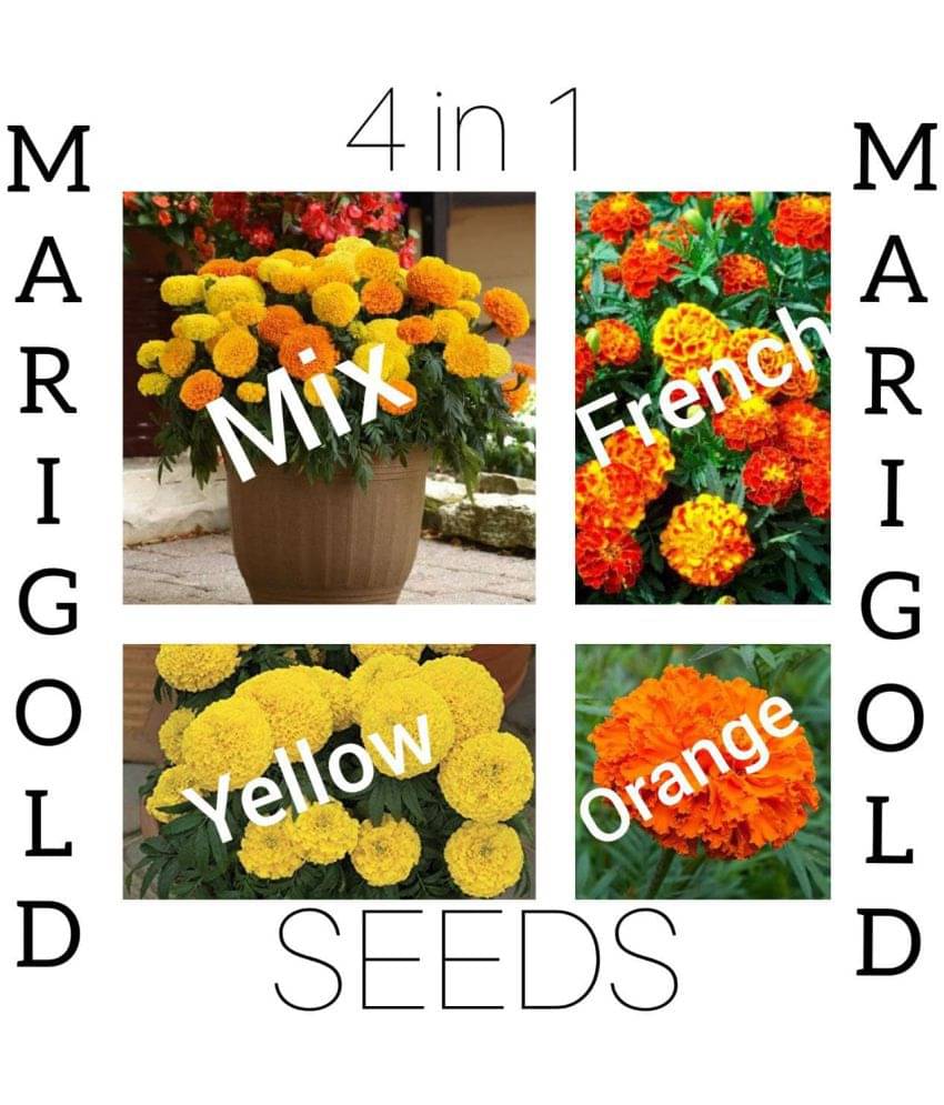 Marigold Flower 4 in 1 combo best Quality Premium Seeds for home, plants, balcony, kitchen & Farm House gardening pack of 20 seeds Marigold Flower 4 in 1 combo best Quality Premium Seeds for home, plants, balcony, kitchen & Farm House gardening pack of 20 seeds