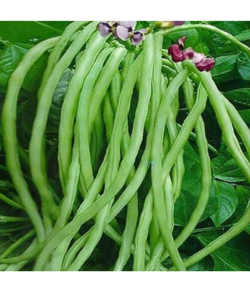 Organic Cowpea Seeds pack of 50 seeds