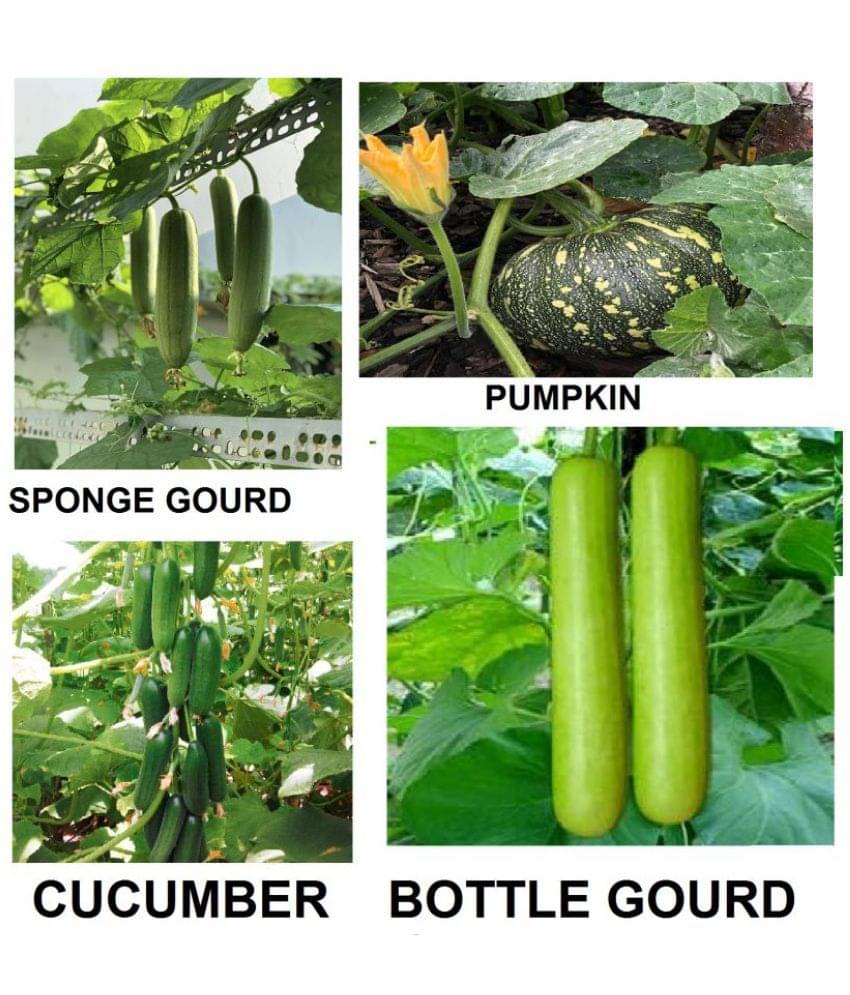cucumber + sponge guard + bottle guard +pumpkin ( pack of 40 seeds) + with Instruction Manual cucumber + sponge guard + bottle guard +pumpkin ( pack of 40 seeds) + with Instruction Manual