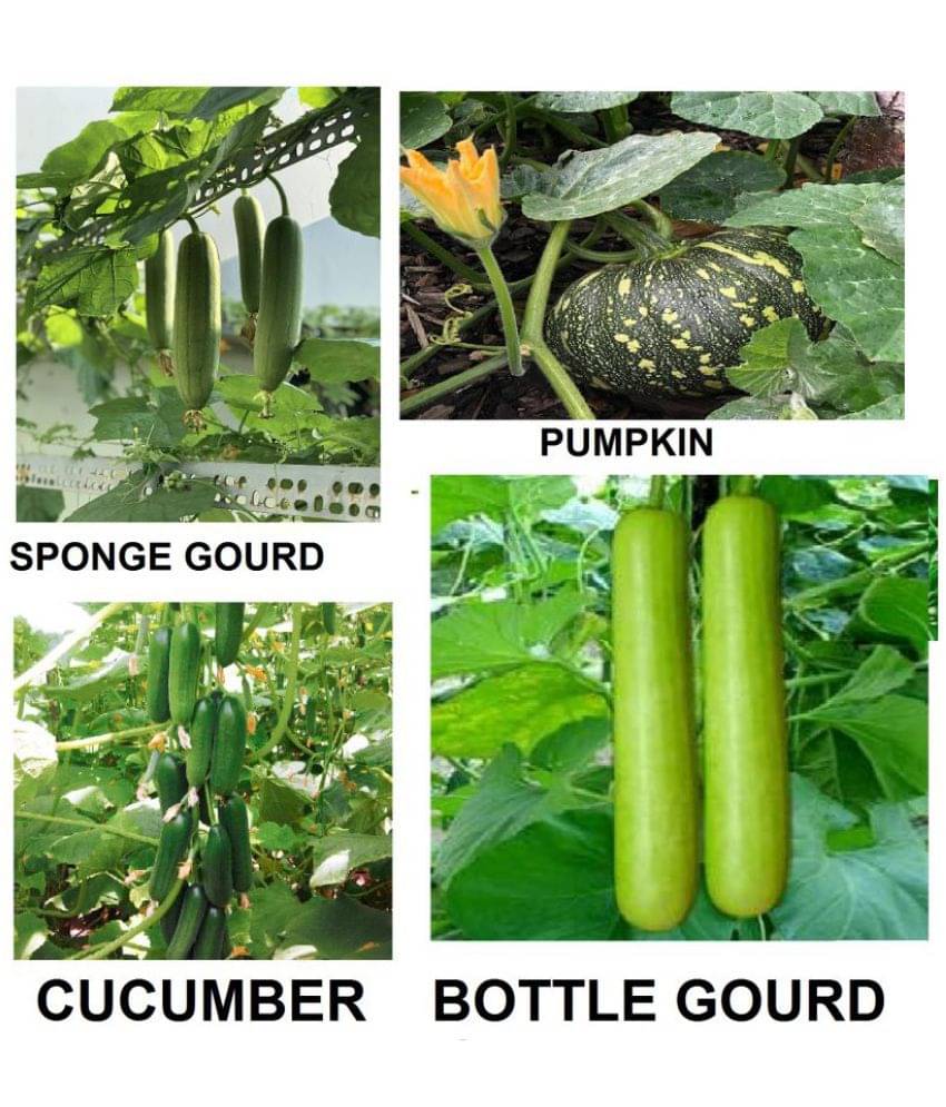4 Variety Vegetable Best Quality Combo Seeds ( Pack Of 40 seed ) Hybrid Seeds with Instruction Manual 4 Variety Vegetable Best Quality Combo Seeds ( Pack Of 40 seed ) Hybrid Seeds with Instruction Manual