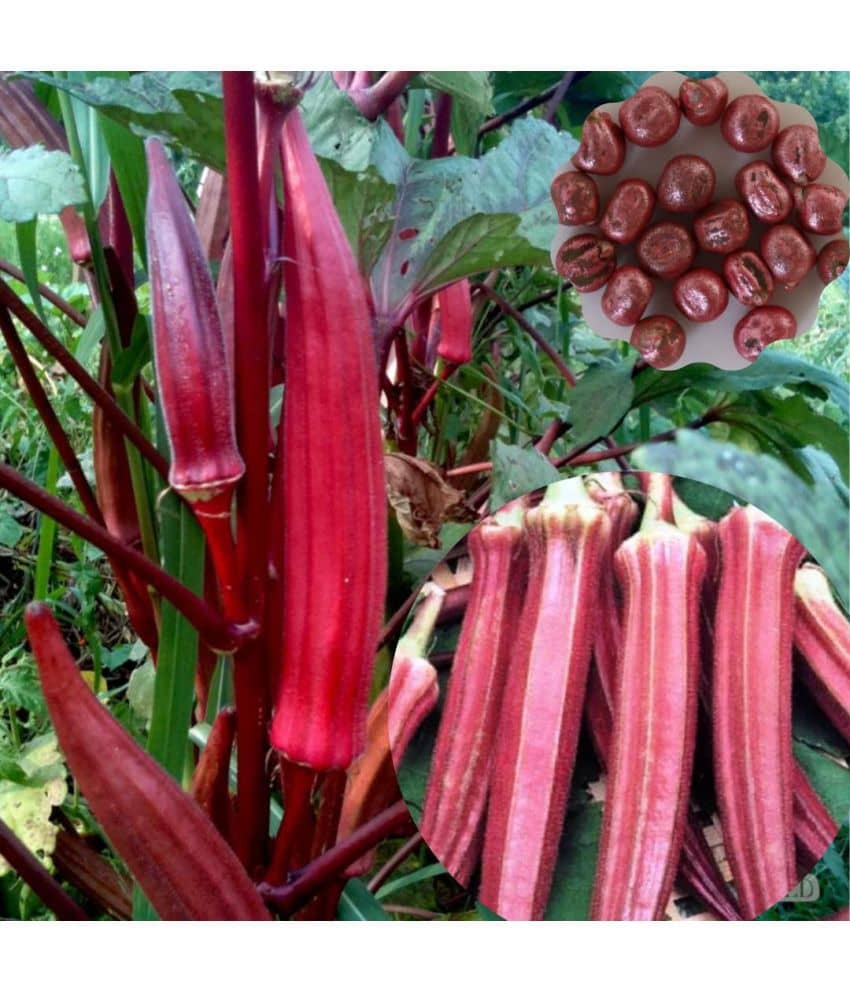 Okra/Bhindi/Lady Finger Vegetable Hybrid Seeds | Pack of 50 seeds