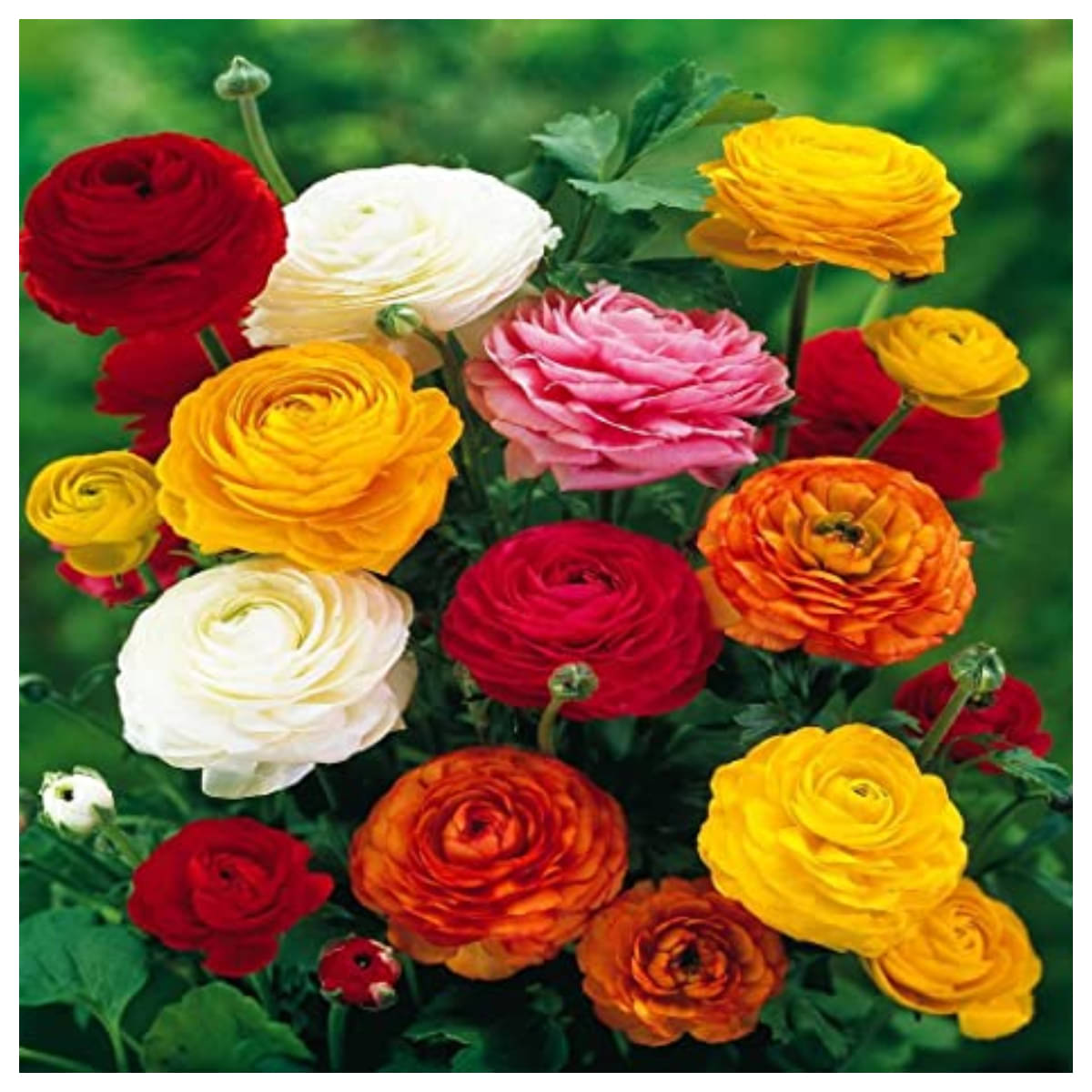 Ranunculus asiaticus home garden Flower Seeds - 50 seeds Ranunculus asiaticus home garden Flower Seeds - 50 seeds