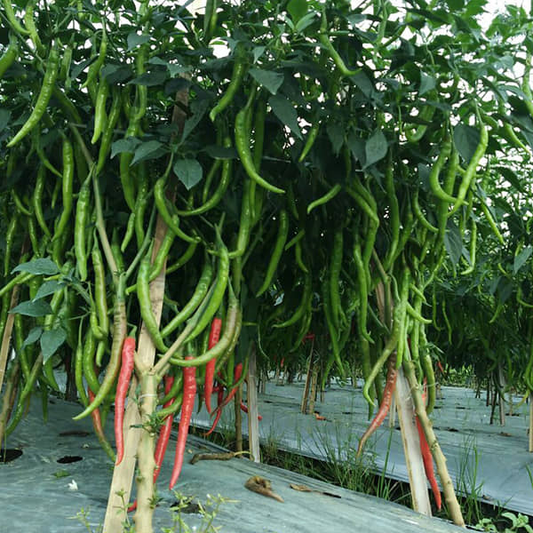 F1 Hybrid Chili Seeds, Mirchi Ke Beej, marchi na Bee, Pack of 50 Seeds