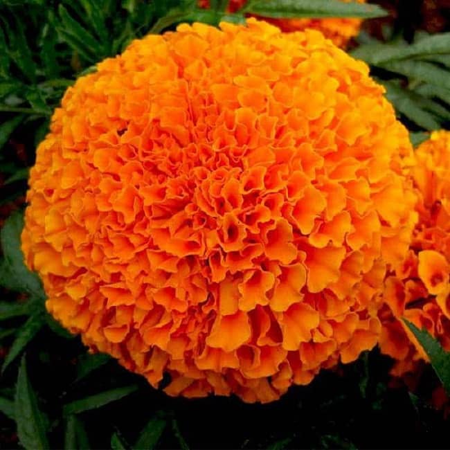 Marigold orange seeds (Open Pollinated) Pack of 50 Seeds