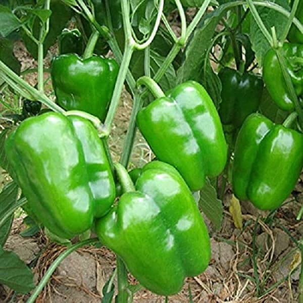 Green capsicum hybrid vegetable seeds (50 seeds)