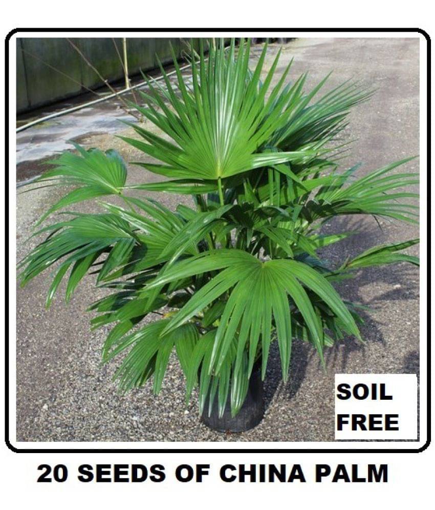 AIR PURIFYING TREE CHINA PALM 20+ SEEDS PACK WITH FREE POTTING SOIL AND USER MANUAL FOR INDOOR AND OUTDOOR HOME AND TERRACE GARDENING USE LOW PRICE AT SNAPDEAL ONLINE SHOP AIR PURIFYING TREE CHINA PALM 20+ SEEDS PACK WITH FREE POTTING SOIL AND USER MANUAL FOR INDOOR AND OUTDOOR HOME AND TERRACE GARDENING USE LOW PRICE AT SNAPDEAL ONLINE SHOP