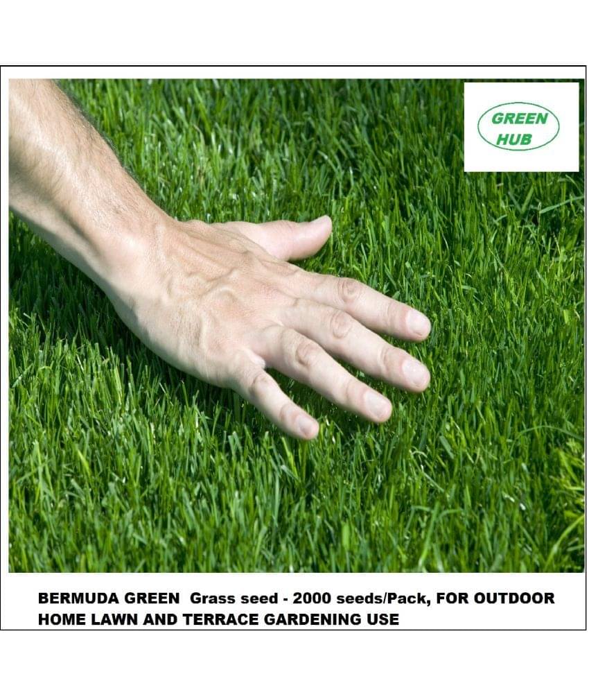 BERMUDA GREEN Grass seed - 2000 seeds/Pack, FOR OUTDOOR HOME LAWN AND TERRACE GARDENING USE Instruction Manual Inside Package BERMUDA GREEN Grass seed - 2000 seeds/Pack, FOR OUTDOOR HOME LAWN AND TERRACE GARDENING USE Instruction Manual Inside Package