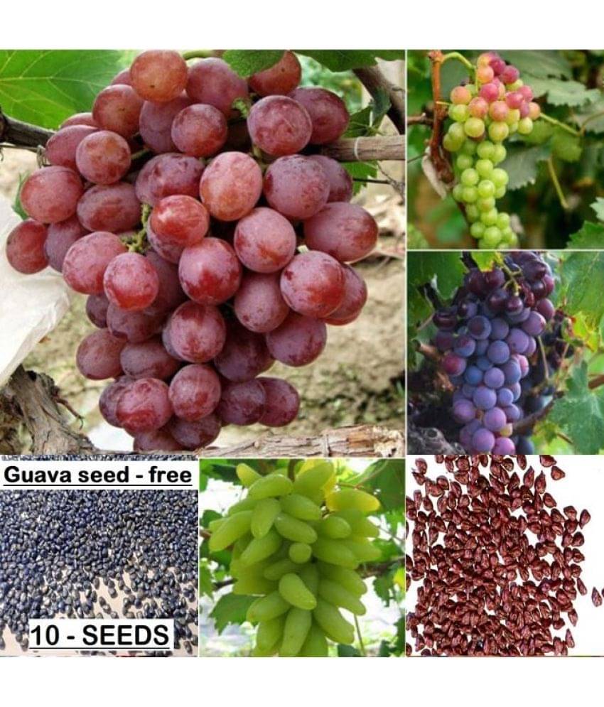     			Mixed Grape Seeds Home Garden Vitis Vinifera Delicious Fruit Plant Seed 20 seeds