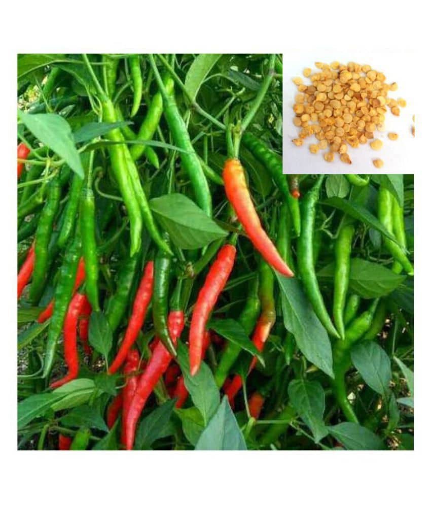 Hybrid Green Chilli Seeds | Pack of 50 Seeds