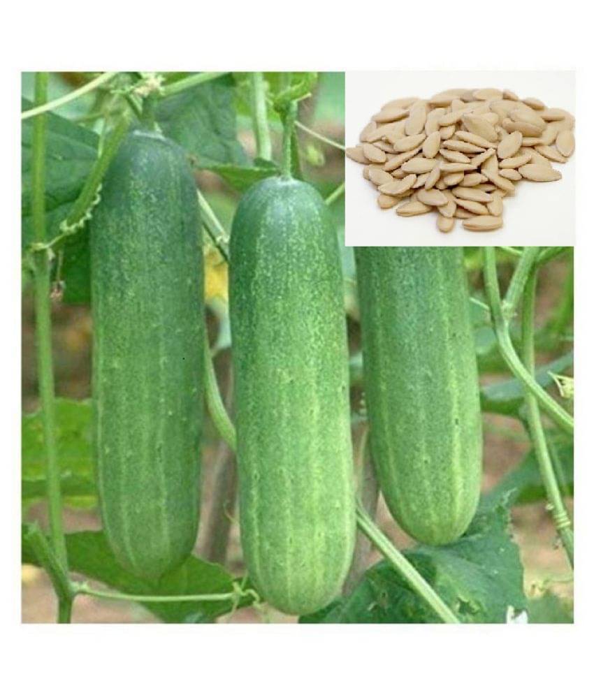 Cucumber Seeds For Home & Kitchen Gardening | Pack of 20 Cucumber Seeds For Home & Kitchen Gardening | Pack of 20